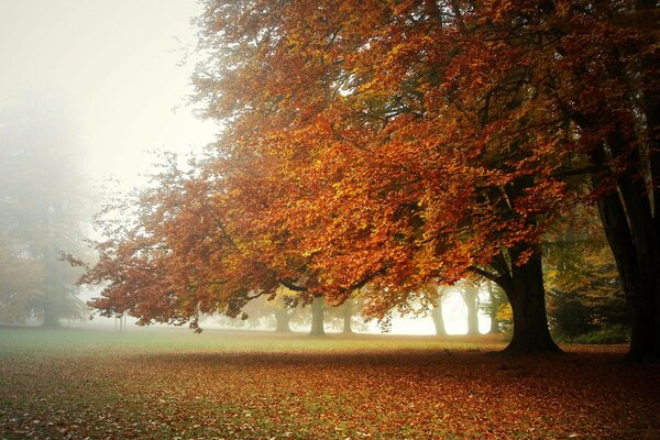 A beautiful tree in the autumn fog