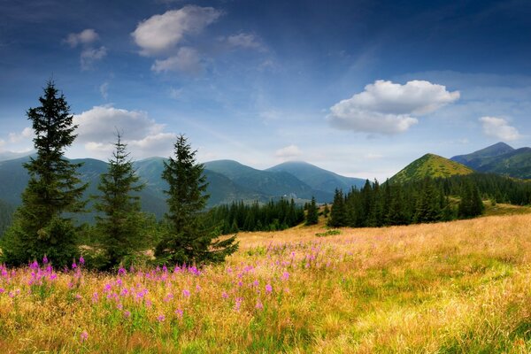 Alpine landscape, blooming meadow, fir groves, hills, blue sky in clouds