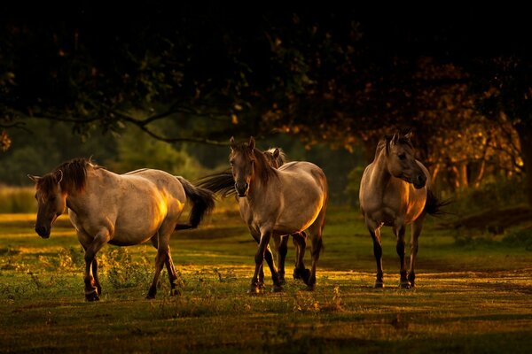 Tres caballos caminan