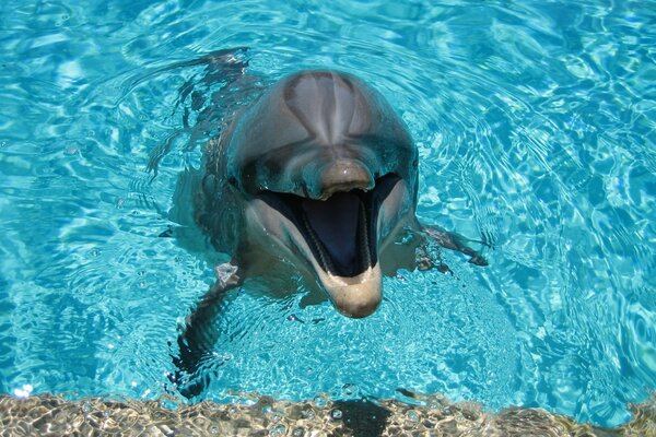 Un delfín sonriente en el agua azul