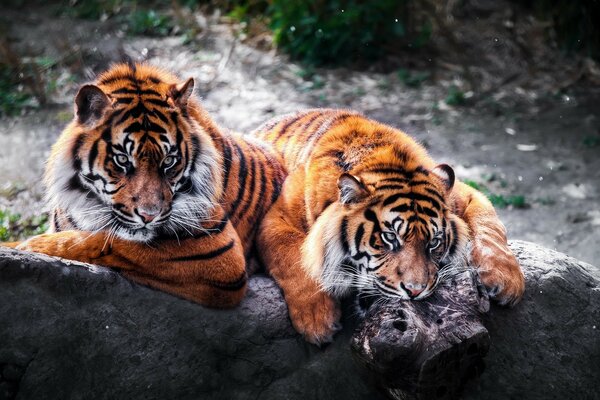 Zwei riesige Tiger auf der Jagd