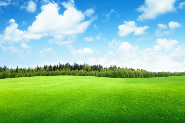 Beaufitul campo di erba verde