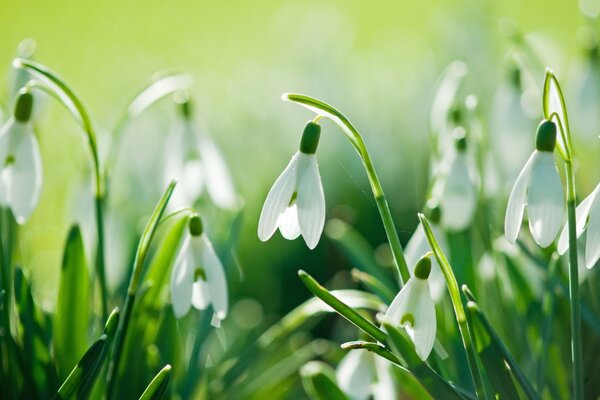 Flower on the background of grass nature