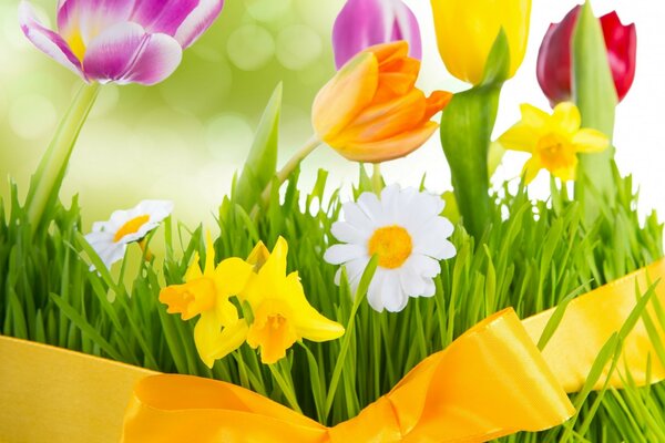 Bouquet of tulips, daffodils and daisies