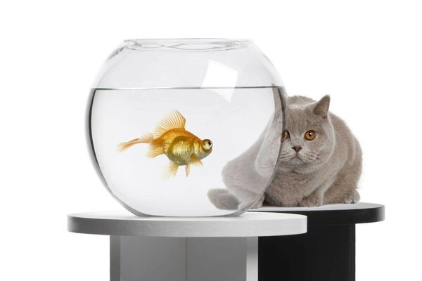 Grey cat and goldfish