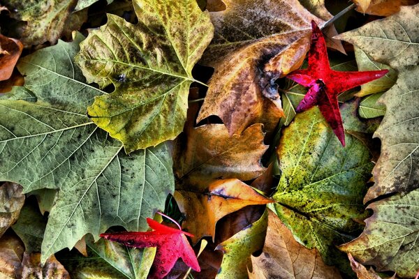 Gefallene Herbstahornblätter