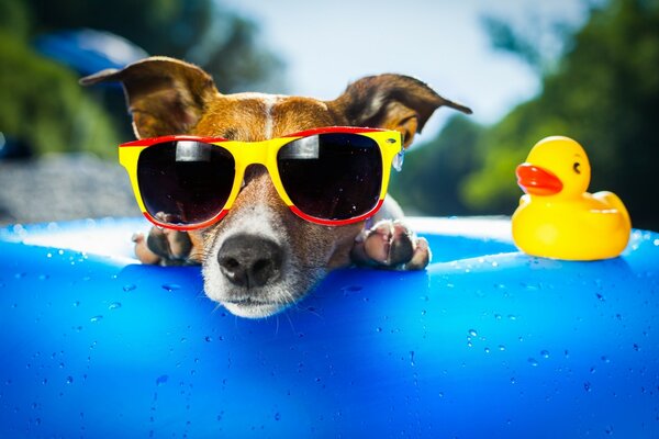 Petit chien à lunettes posant dans la piscine à côté du canard