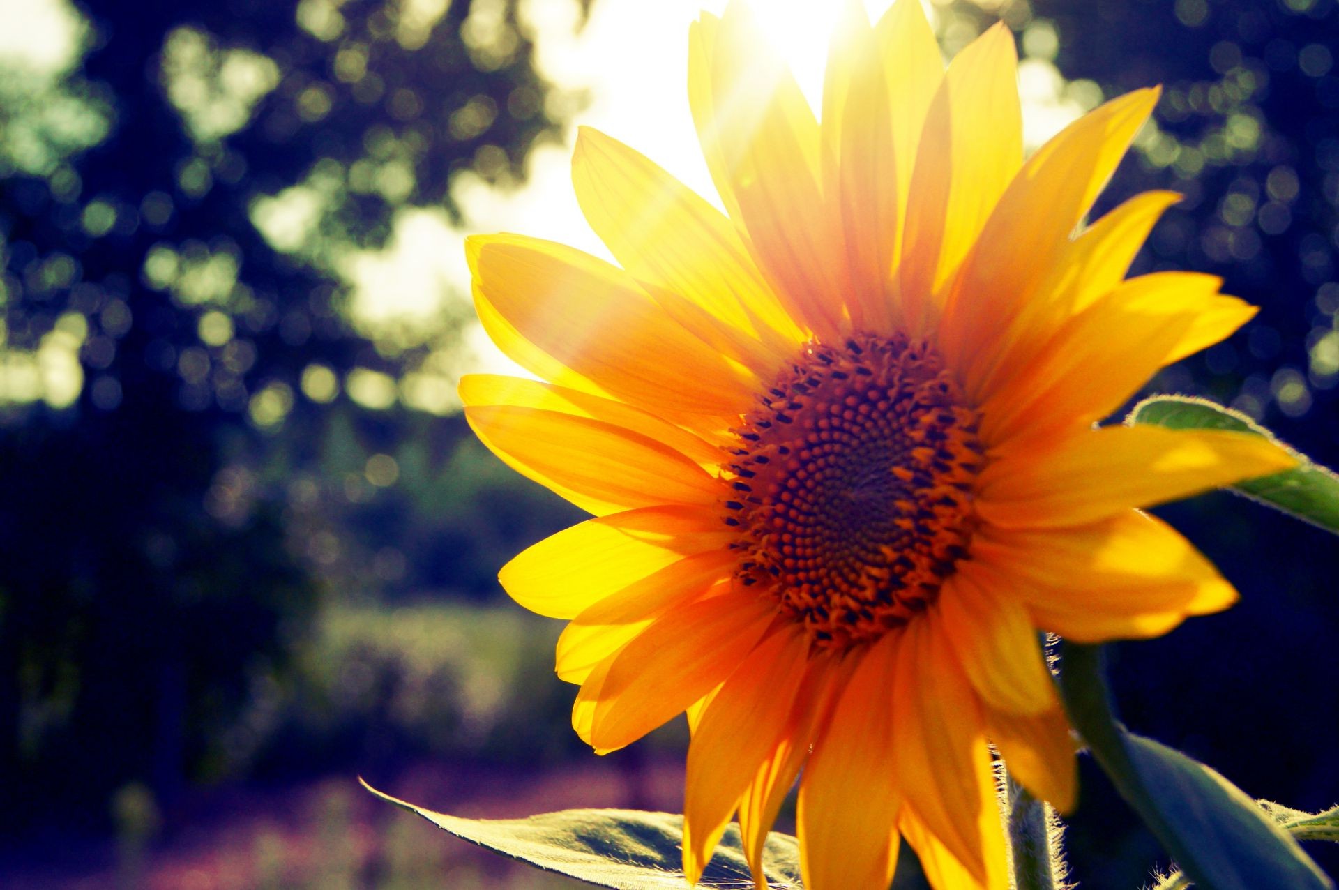 sunflowers nature flower flora summer leaf garden bright color sun fair weather growth