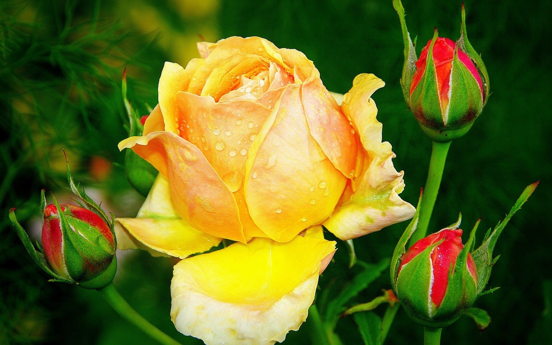 fleurs fleur nature feuille rose flore floral amour pétale romance été bluming jardin couleur romantique copain tulipe bouquet lumineux belle