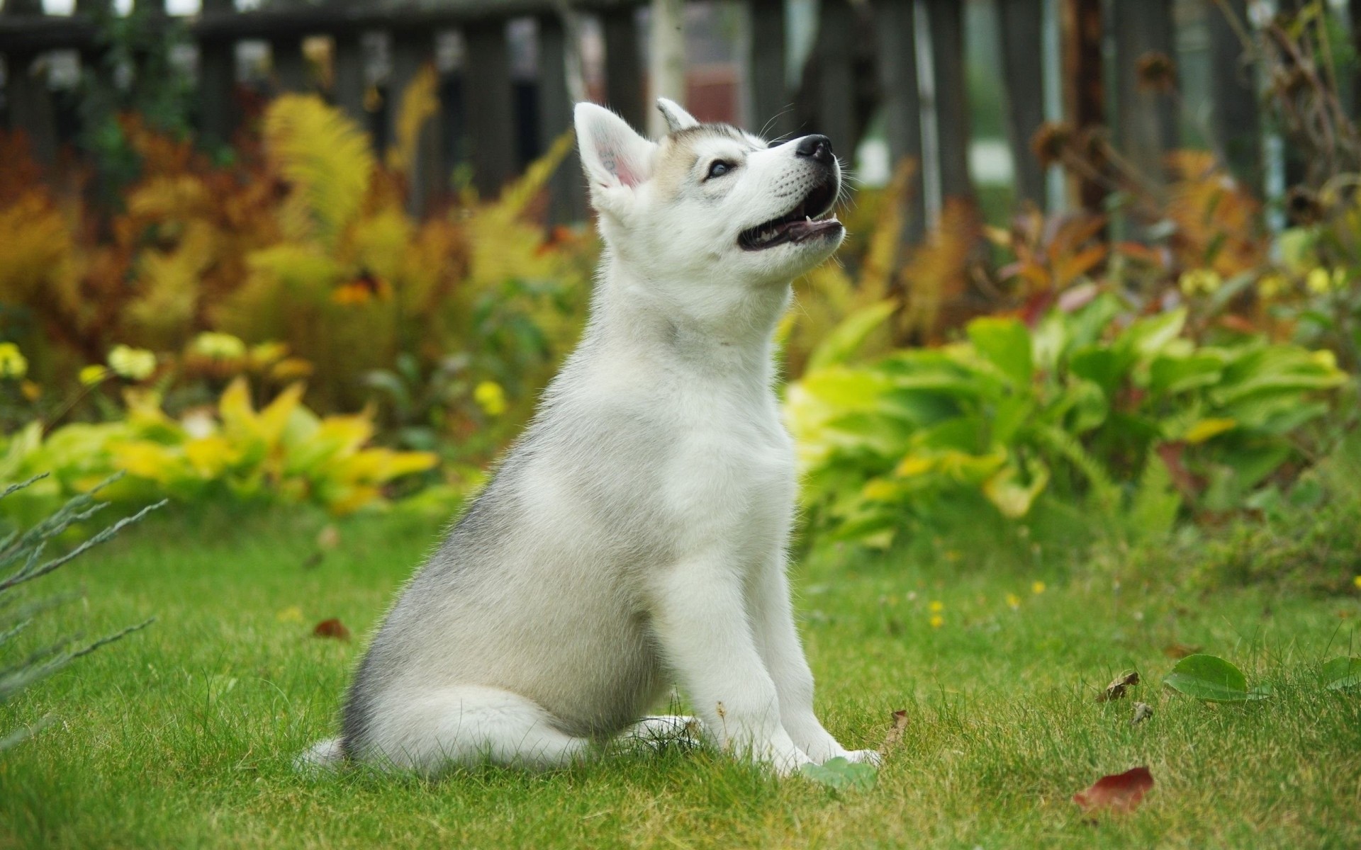 hunde gras niedlich säugetier tier haustier natur porträt im freien inländische junge hund welpe malamute