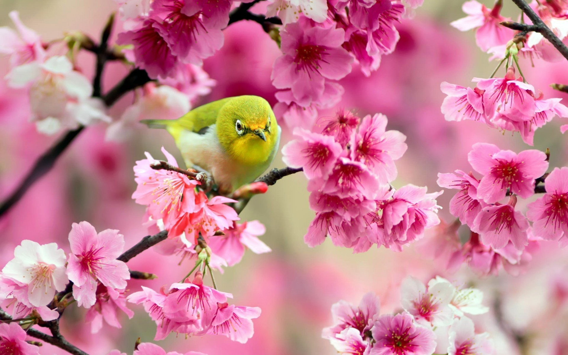 kuşlar çiçek bahçe doğa flora çiçek açan şube taçyaprağı çiçek ağaç kiraz yaprak sezon bahar park büyüme dostum renk yakın çekim yaz