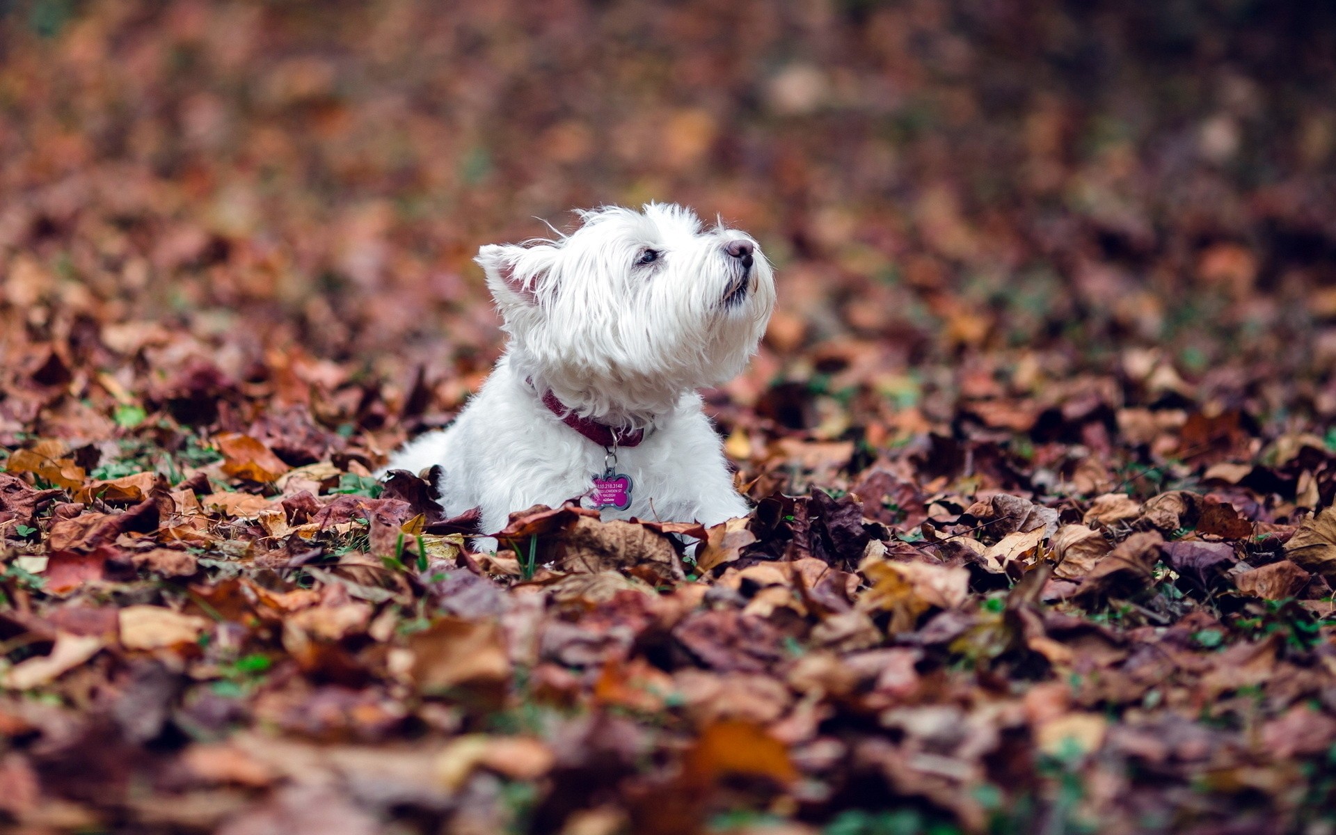 природа животные собака мопс листья осень загрузить