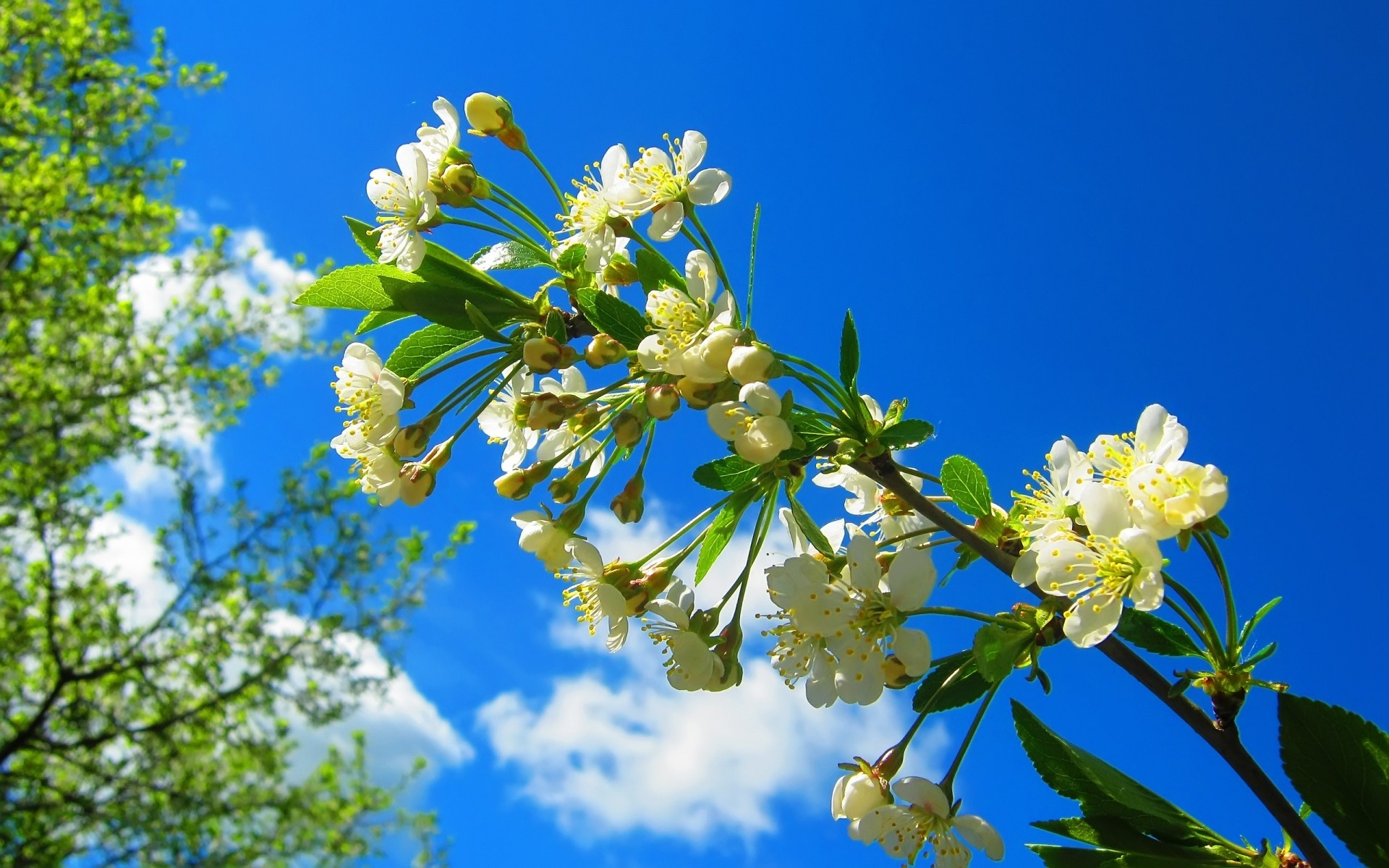 primavera flor naturaleza flora hoja rama floración árbol jardín temporada floral verano crecimiento pétalo primer plano al aire libre cereza amigo primavera soleado cielo