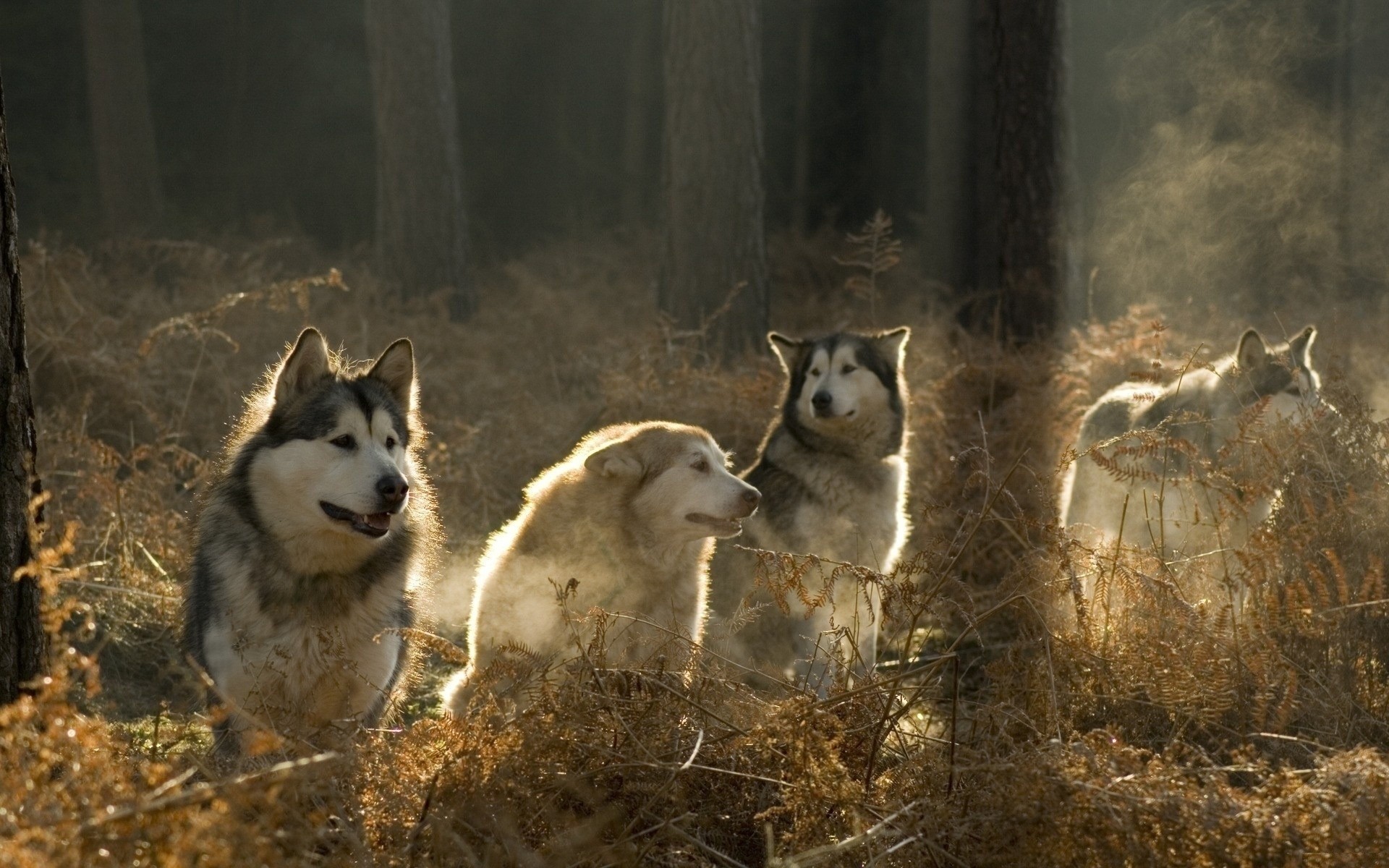 chien mammifère loup chien cynologue givré hiver neige à l extérieur nature bois unique portrait la faune lumière du jour malamute