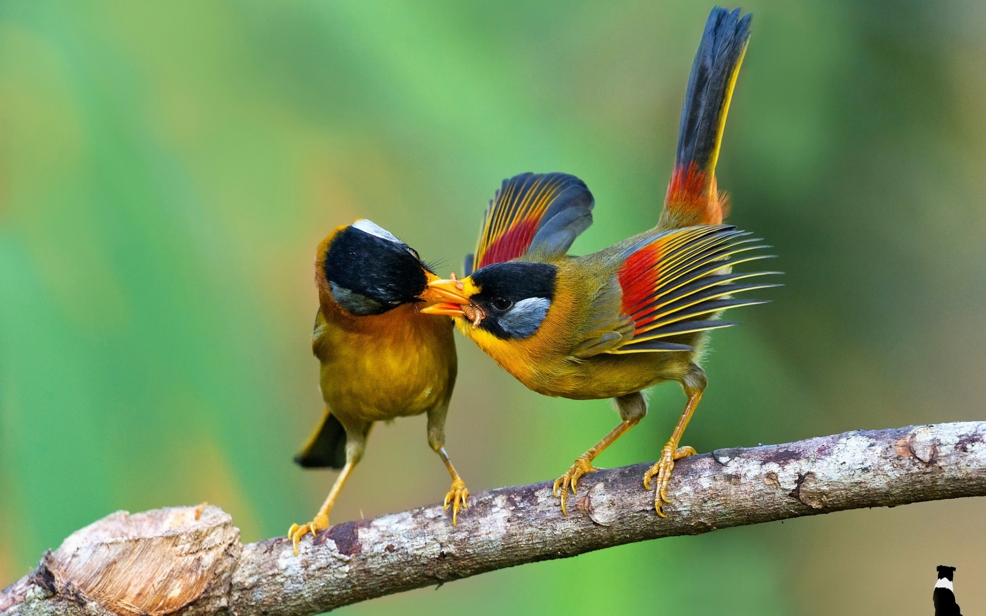 oiseaux faune oiseau nature animal en plein air sauvage