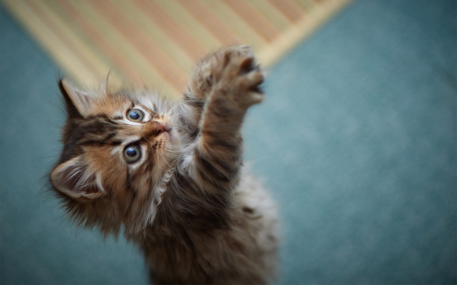 katze säugetier katze niedlich haustier tier fell ansicht porträt wenig auge ein neugier lustig kätzchen