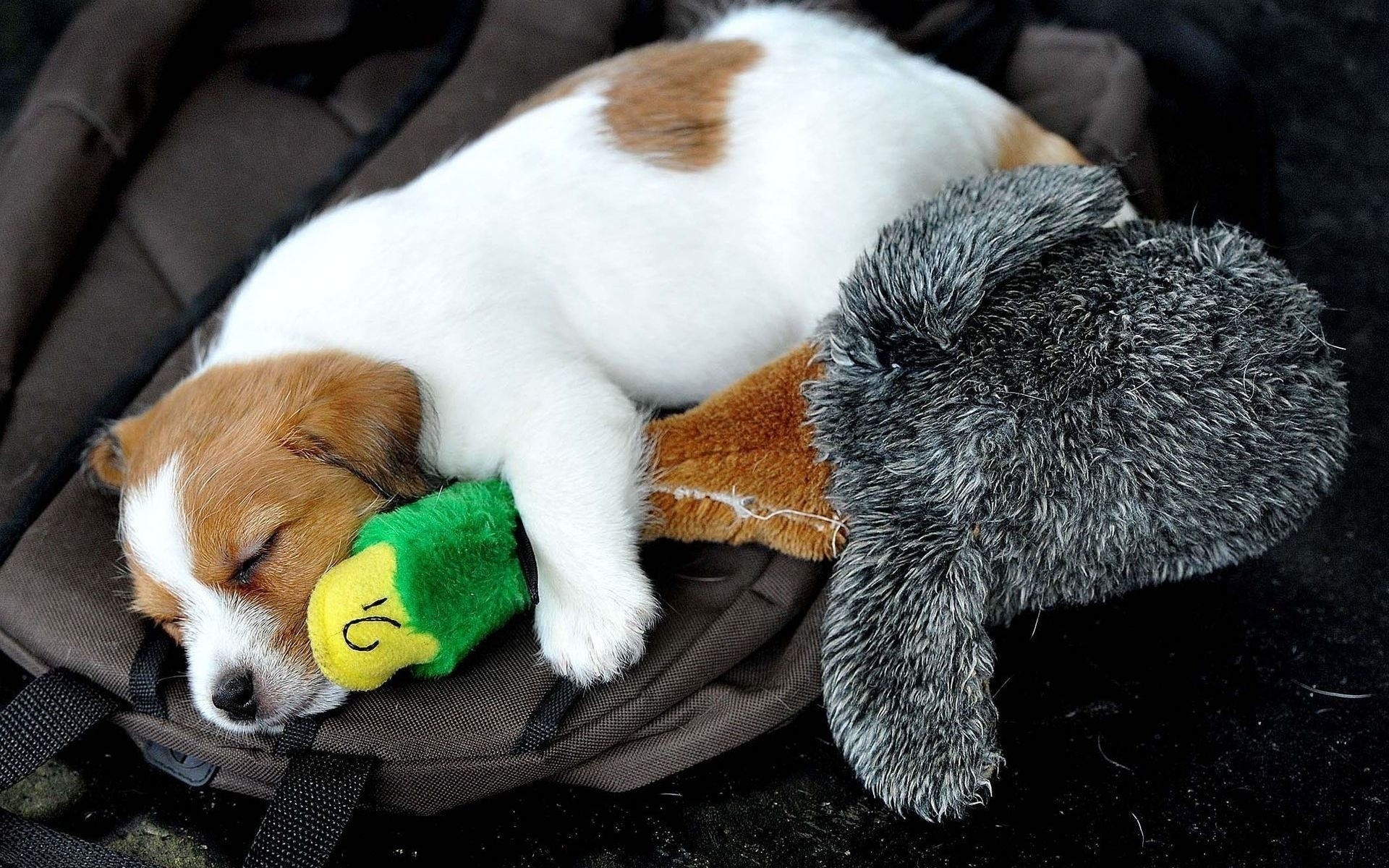 cães mamífero cão cinegrafista animal de estimação fofa filhote de cachorro animal pele sozinho pequeno engraçado retrato pato brinquedo