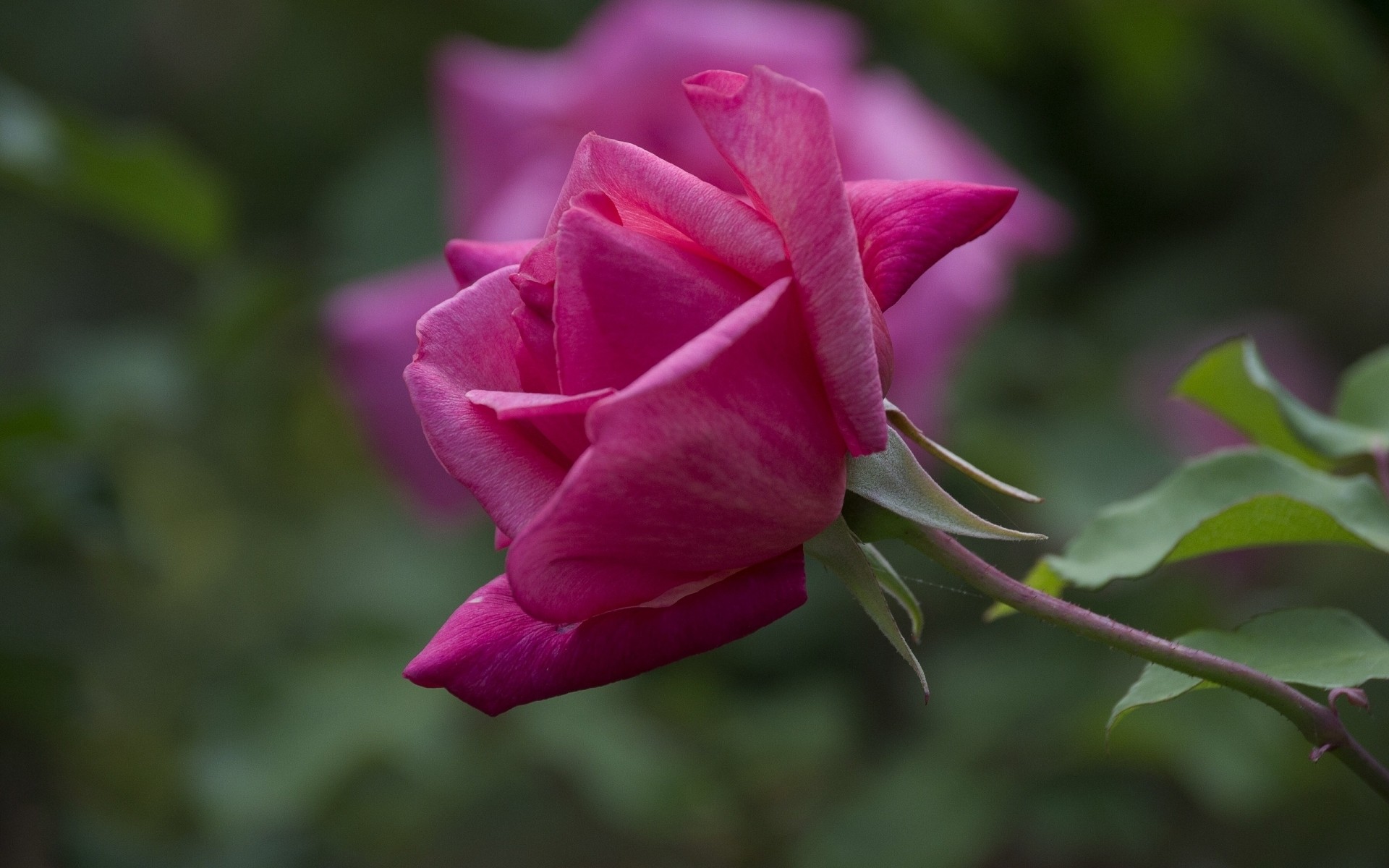 çiçekler çiçek doğa yaprak gül bahçe flora aşk romantizm açık havada yaz petal narin çiçek çiçeklenme