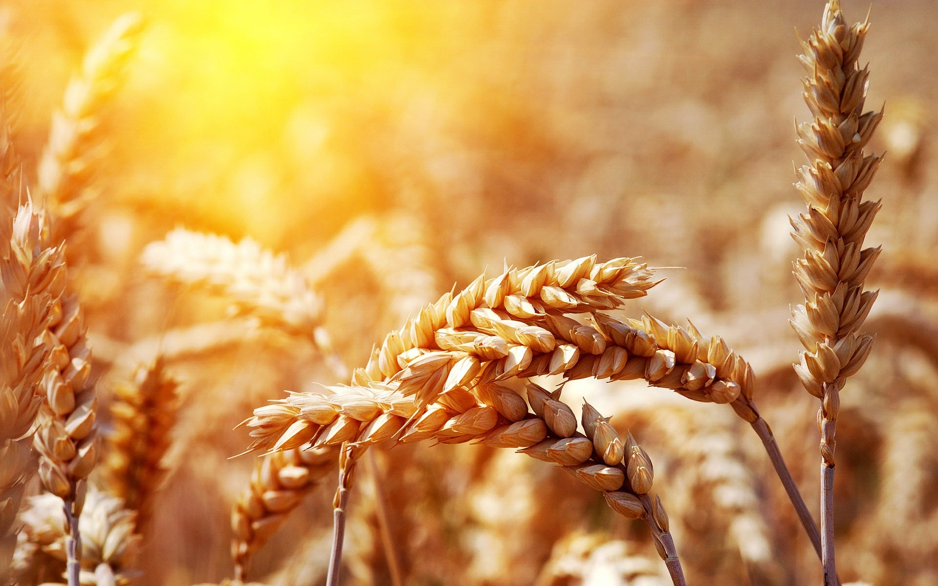 piante grano cereali pane segale mais pascolo farina paglia orzo oro rurale raccolto seme spike natura secco carne fattoria agricoltura tramonto