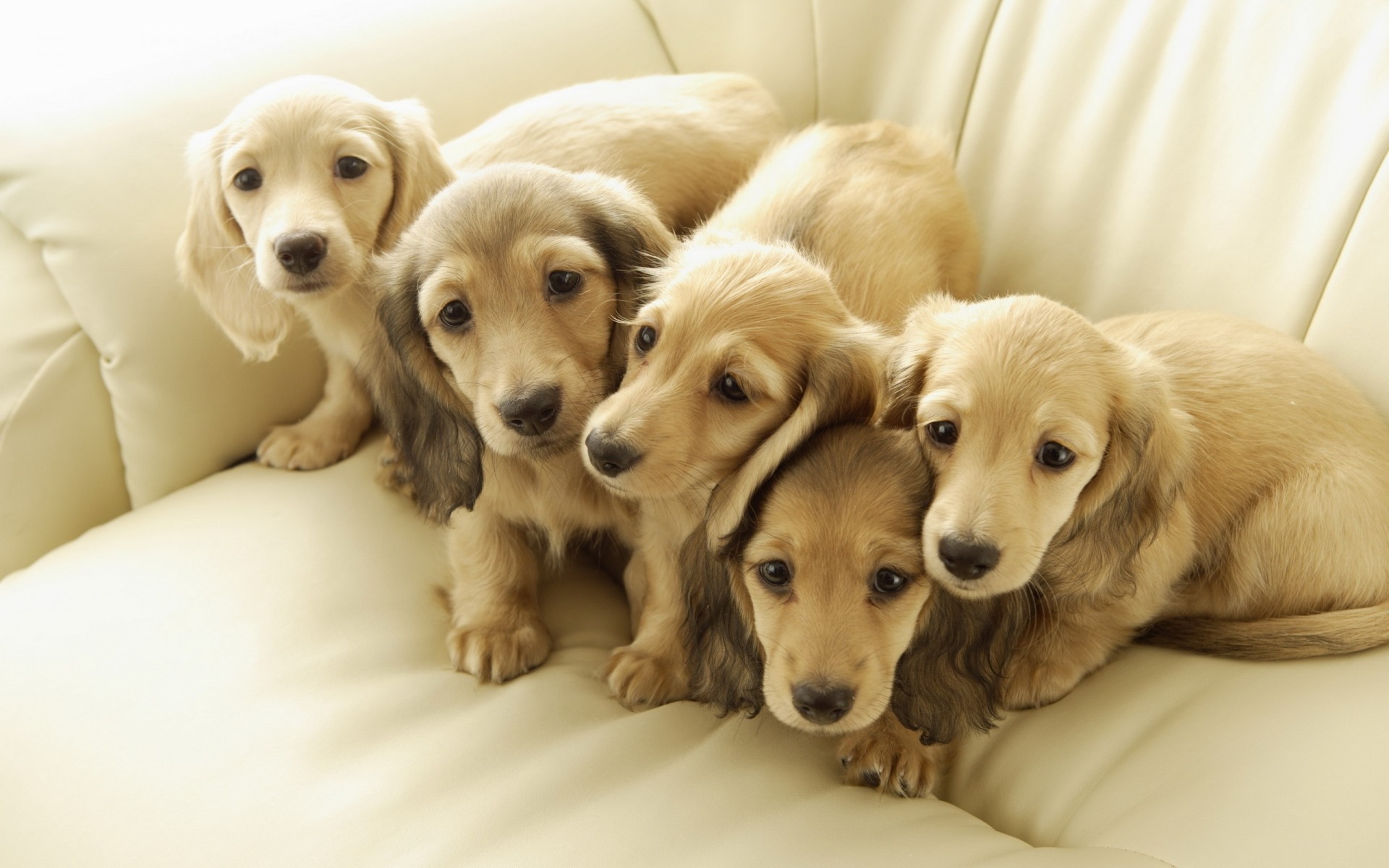 hunde hund haustier welpe inländische niedlich hundesportler tier retriever säugetier sitzen familie wenig rasse welpen