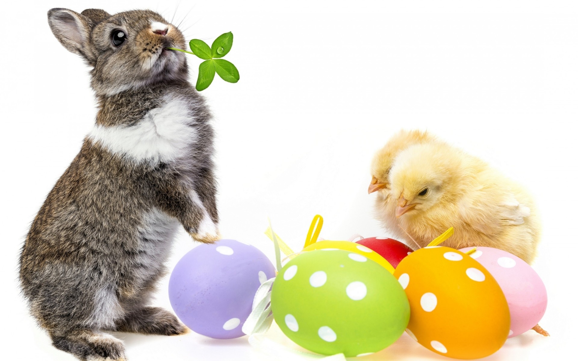 pascua huevo lindo pequeño conejo conejito pelusa animal mascota huevo de pascua doméstico adorable joven divertido piel sentarse bebé pollo conejo de pascua pascua 2014 pascua 2014 huevos de pascua