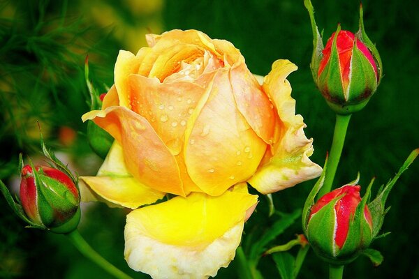 Fleurs de rose dans les bourgeons dans le jardin