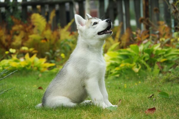 The puppy is sitting on the lawn and looking up