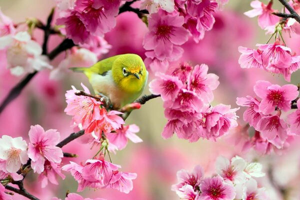 Güzel Japon kuş beyaz gözü