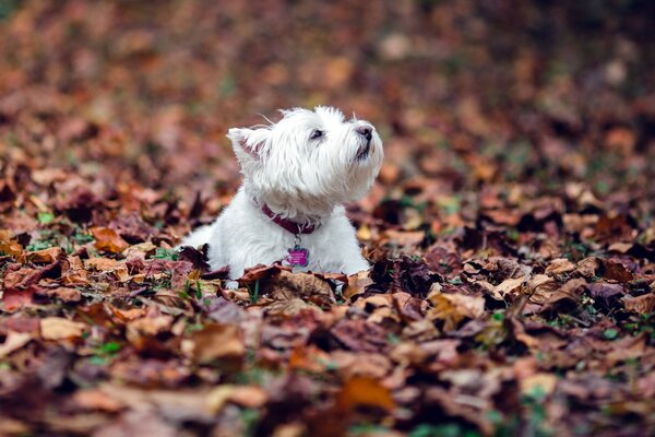 Cagnolino nel fogliame autunnale