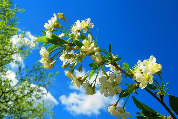 Flor da primavera no fundo do céu azul