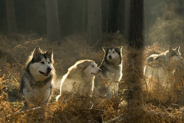 Wolfsrudel im nebligen Wald