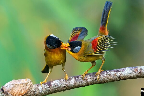 Birds find a common language this way or just indulge