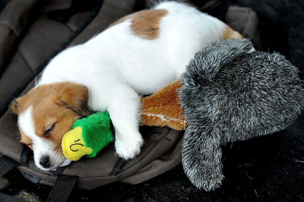 Sleeping dog with his toys