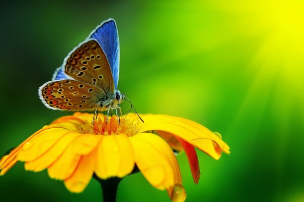Verano naturaleza insecto mariposa