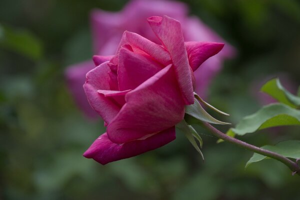 Rose rouge gros plan