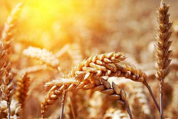 Weizenflocken sind Brot und Roggen