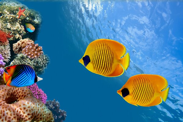 Maravilloso mundo submarino del arrecife de Coral