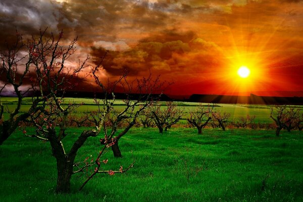 Dried-up trees on the background of sunset