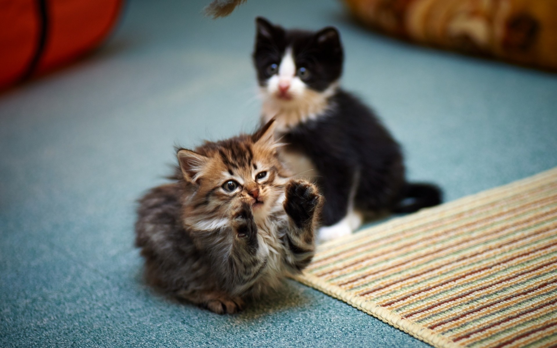 gatti gatto gattino mammifero carino animale domestico ritratto animale pelliccia uno anteprima gattino divertente gattini