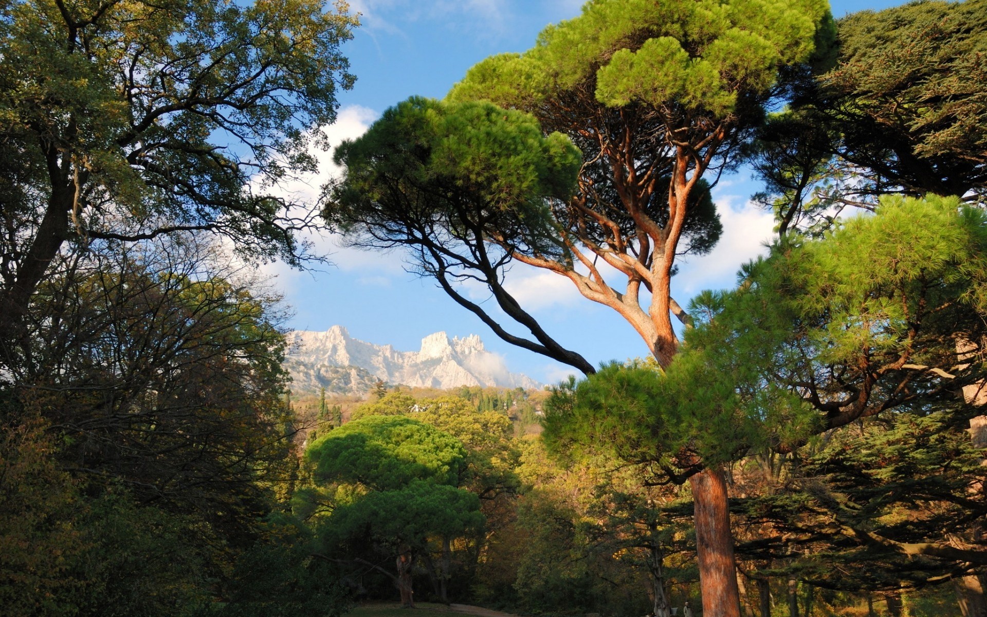 andere städte holz holz natur landschaft im freien blatt reisen himmel landschaftlich park berge dämmerung herbst sommer umwelt evergreen nadelholz gutes wetter kiefer mischor krim berge wald ukraine