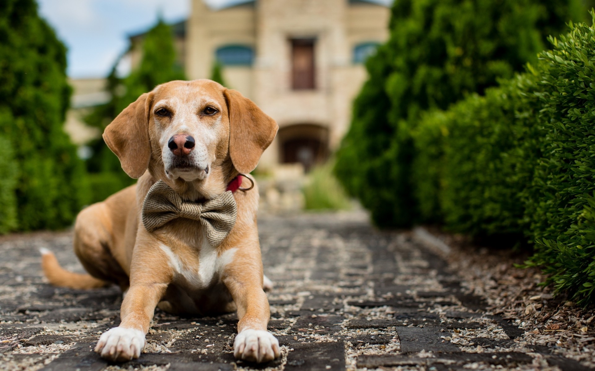 köpekler köpek evde beslenen hayvan sevimli memeli çimen köpek eğitmeni portre hayvan köpek yavrusu komik