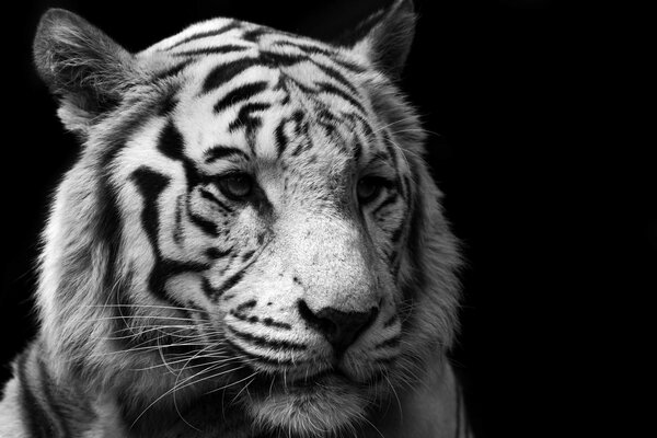 Tigre blanco gato tigre depredador blanco