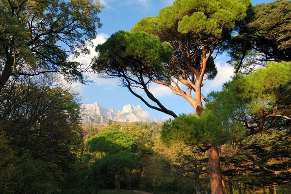 Paesaggio di natura tropicale e montagne