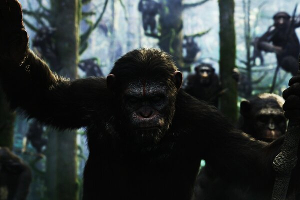 O Grande macaco assusta o seu tamanho