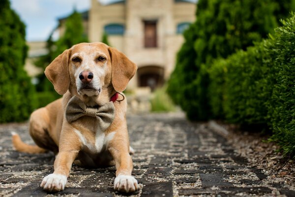 Cute dog with a bow near the house