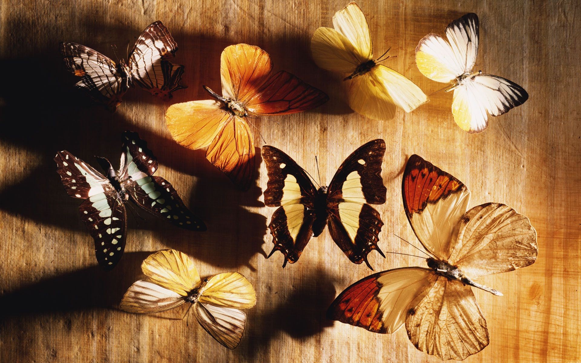 животные бабочка искусство насекомое цветок природа украшения цвет рабочего стола