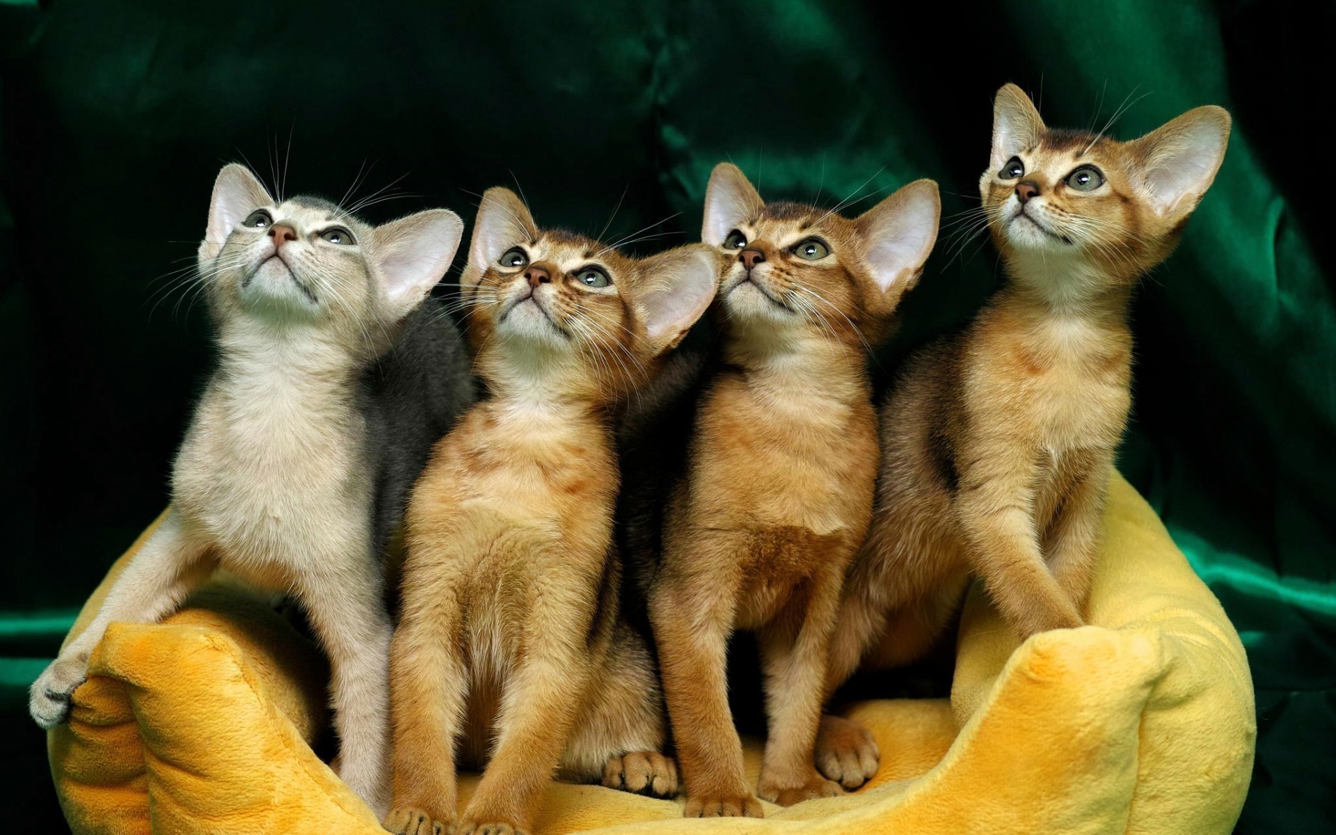 cats cat cute mammal kitten animal pet fur eye portrait little young domestic looking nature kittens funny gorgeous