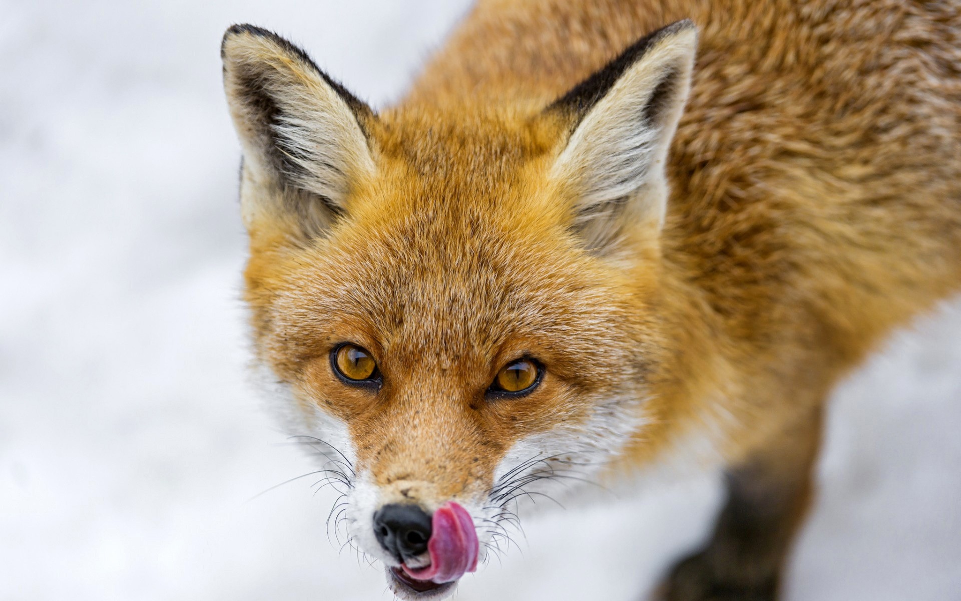 animali mammifero fauna selvatica animale natura volpe selvaggio pelliccia carino predatore canino