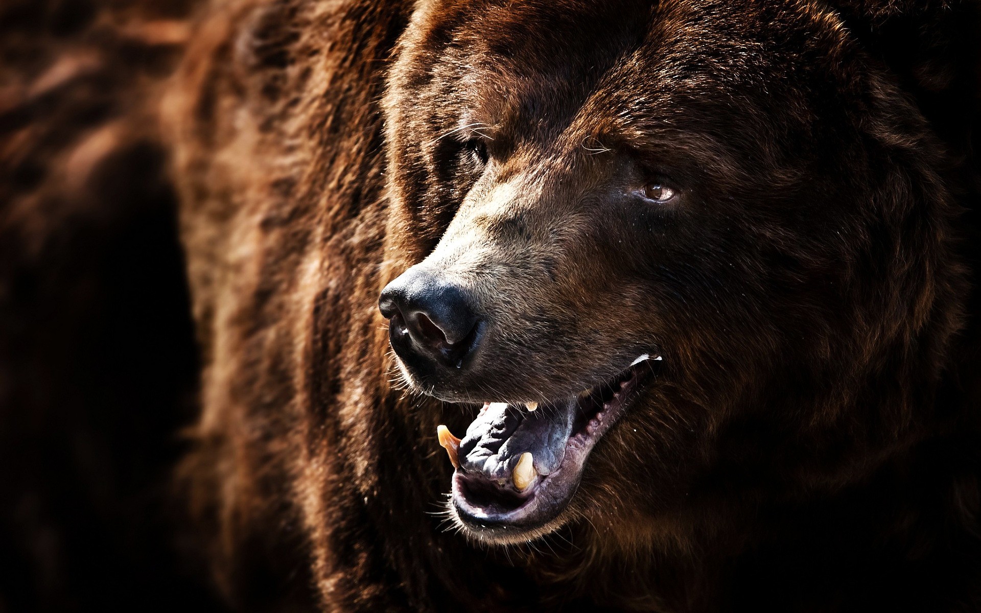 animais mamífero vida selvagem natureza retrato animal ao ar livre jardim zoológico predador perigo urso