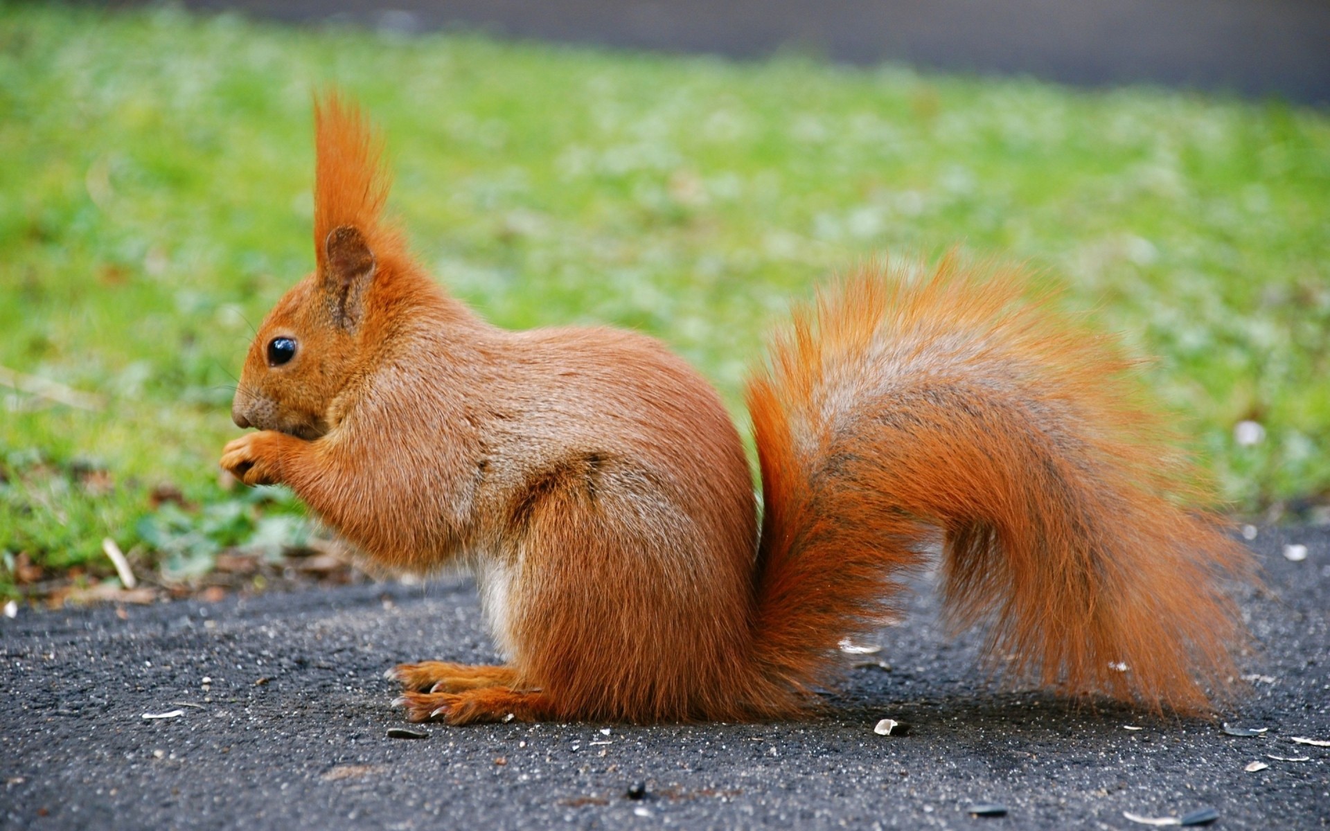 animals mammal squirrel rodent wildlife fur animal cute fox nature portrait nut little tail hair